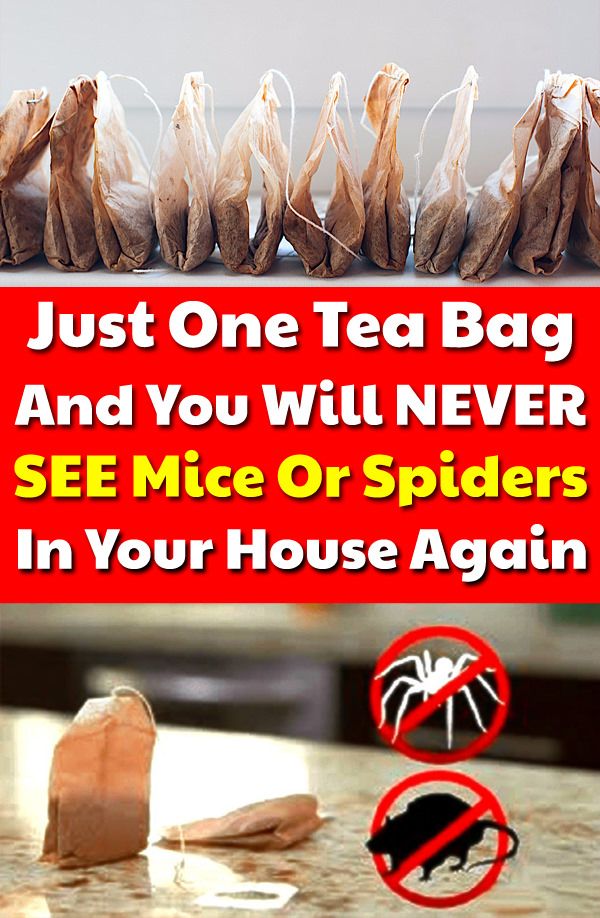 All You Need Is One Tea Bag and You Will Never See Mice or Spiders In Your House Again!